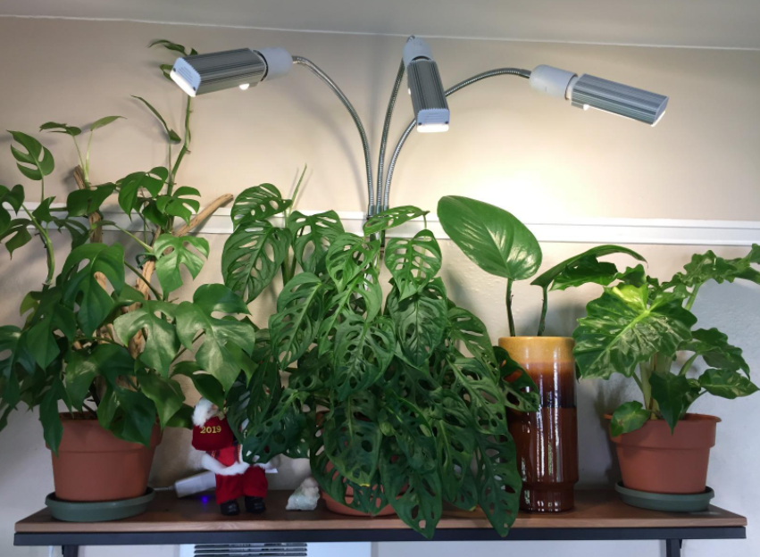indoor plants light