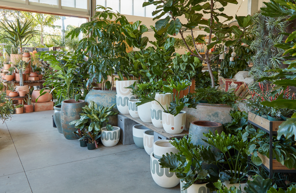 watering indoor plants